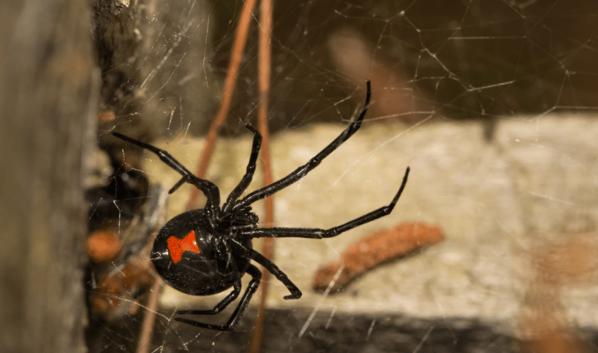 Spider Control